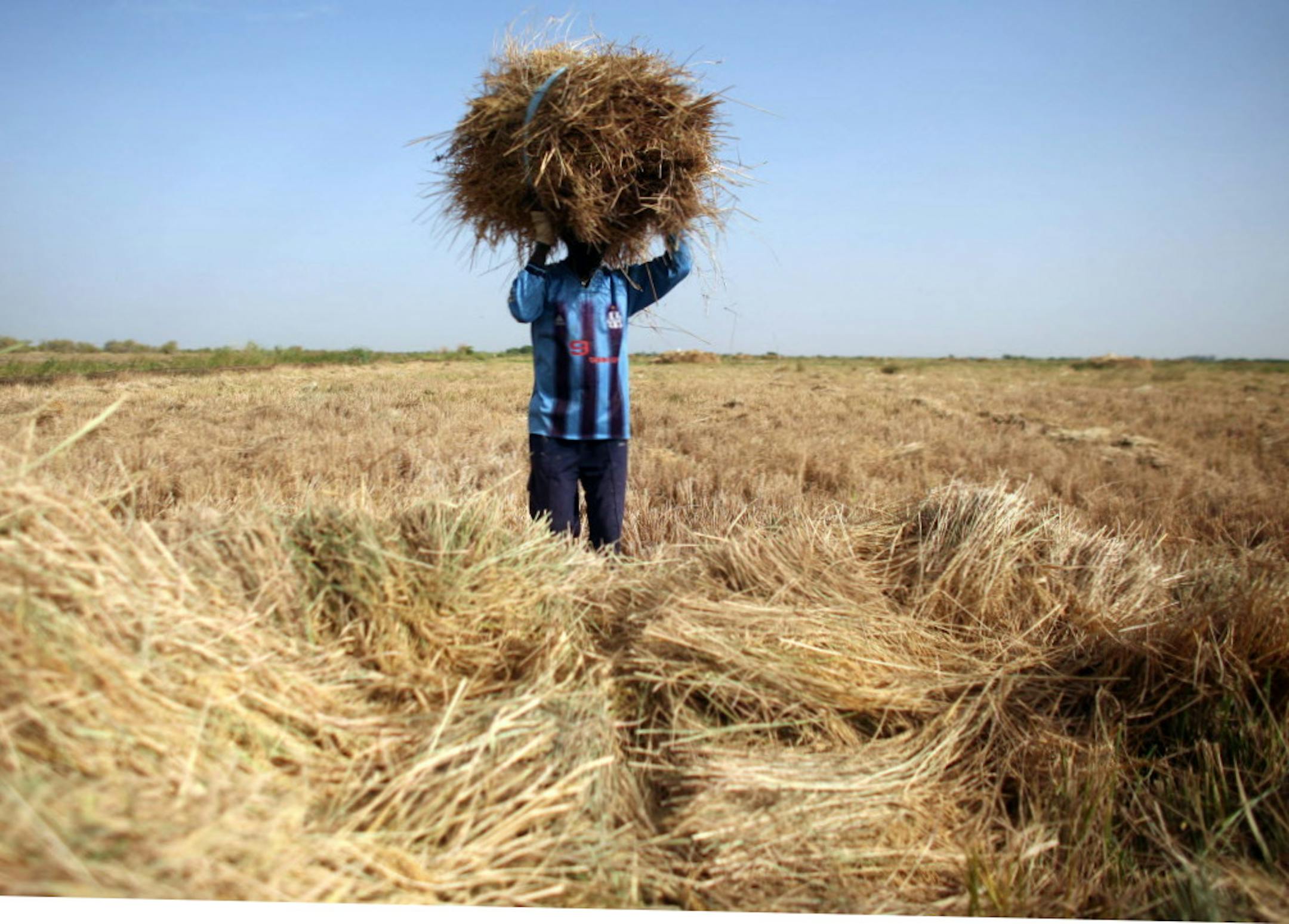 *FILE PHOTO*(NYT) RONKH, Senegal -- Jan. 25, 2009 -- SENEGAL-RICE-4 -- A worker harvesting rice in the village of Ronkh, in Senegal in November 2008. Hoping to take advantage of high global food prices that brought many poor nations to the brink of chaos last year, farmers across West Africa are reaping what experts say is one of the best harvests in recent memory. But after investing and borrowing heavily to expand their production, these farmers also run the risk of being wiped out as global f