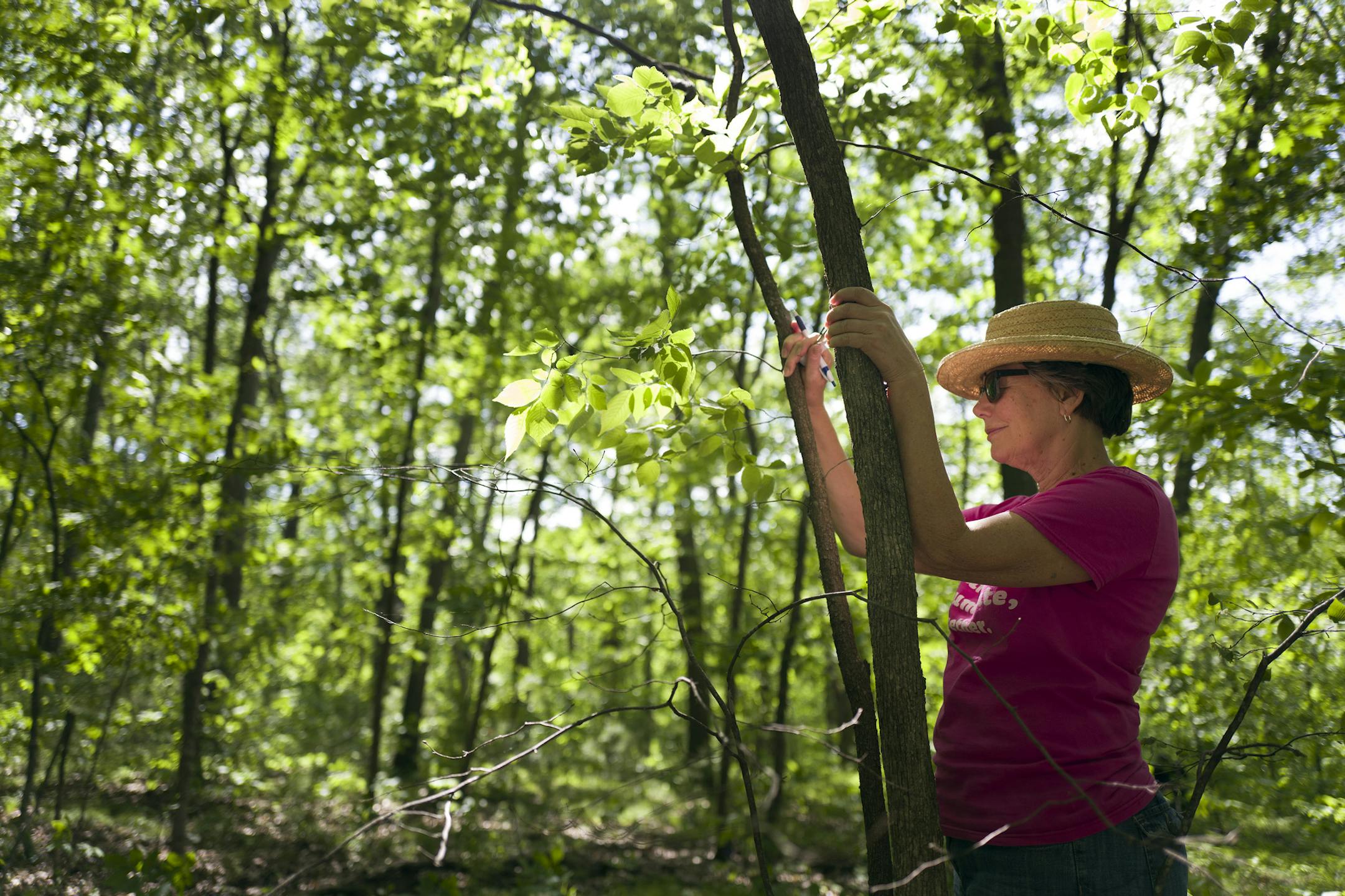 Mary Jo Schifsky participated in a Shinrin Yoku event at William O&#xed;Brien State Park Sunday June 2, 2016 in Marine on St. Croix, MN.] Christine Brandt, a certified forest therapy guide led a small group on walk at William O'Brien State Park. Shinrin Yoku means, "forest bathing" in Japanese. Jerry Holt /Jerry.Holt@Startribune.com