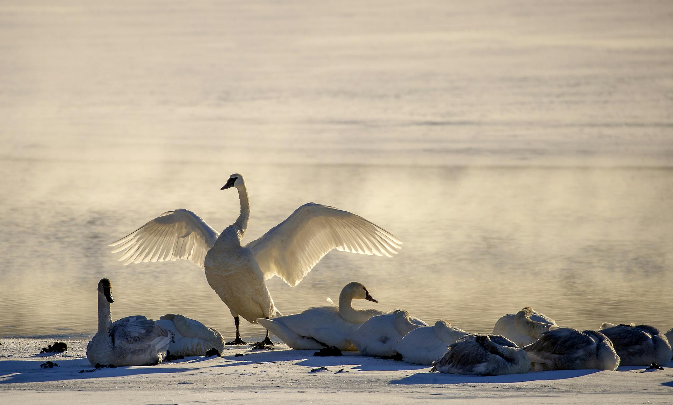 Waterfowl on the river in the Lilydale Regional Park area, Friday, February 8, 2019 in St. Paul, MN. ] ELIZABETH FLORES • liz.flores@startribune.com