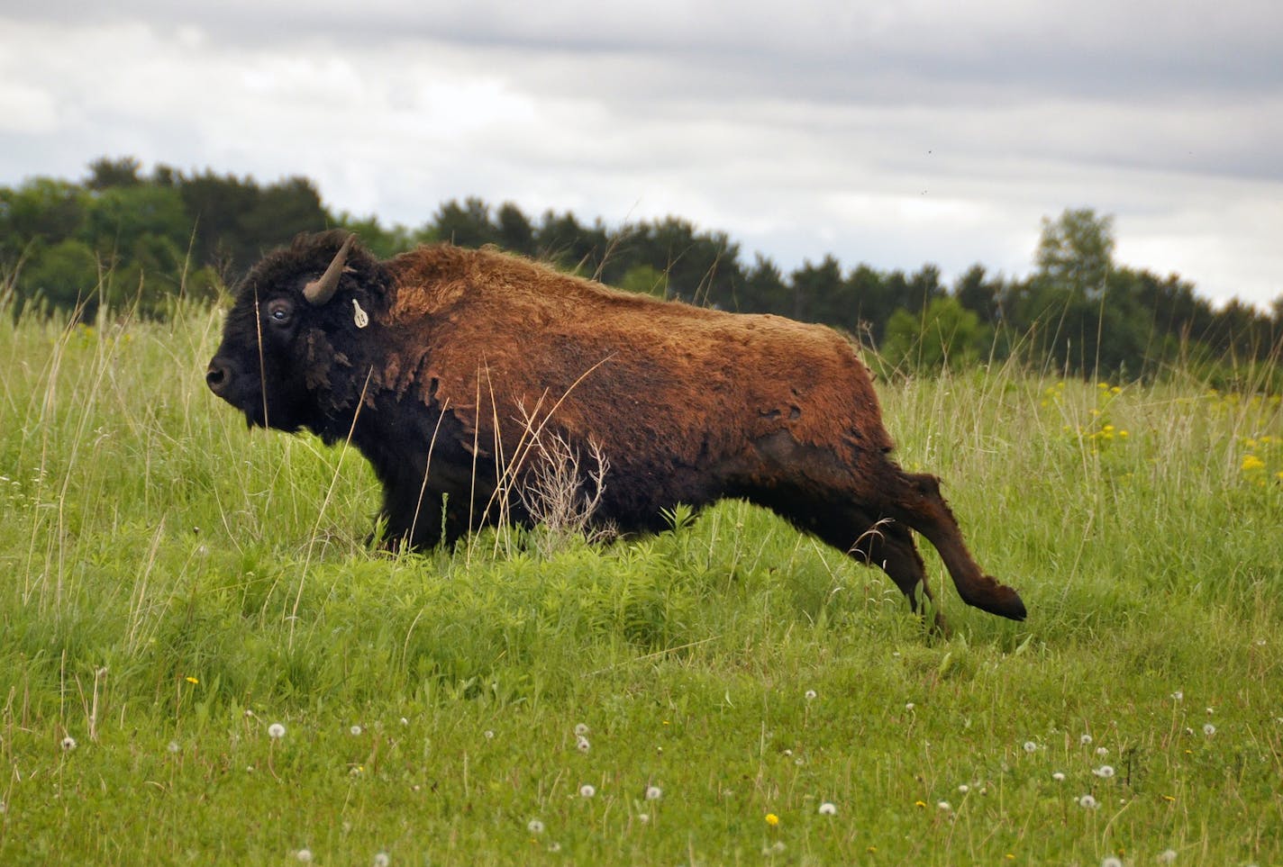 Crowds of onlookers gathered Saturday, June 6, 2015, to watch the release of about 35 young male bison at Belwin Conservancy in the St. Croix Valley. The bison help aerate the soil, spread seed as its herd moves, and shed fur that wild birds make into nests. Photo provided by the Belwin Conservancy