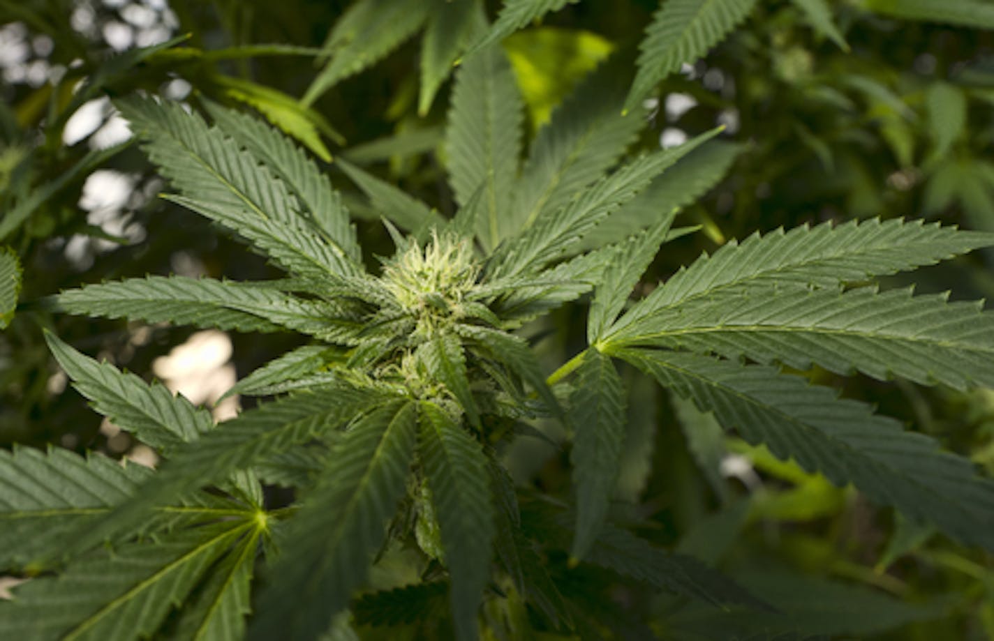 FILE - This Sept. 11, 2018, file photo, shows a marijuana plant at in the coastal mountain range of San Luis Obispo, Calif. Virginia has lagged behind many states when it comes to relaxing laws on marijuana. With lawmakers approving an expansion of the state's medical marijuana program in 2018, supporters of decriminalization are hoping that momentum will continue in 2019. (AP Photo/Richard Vogel, File)