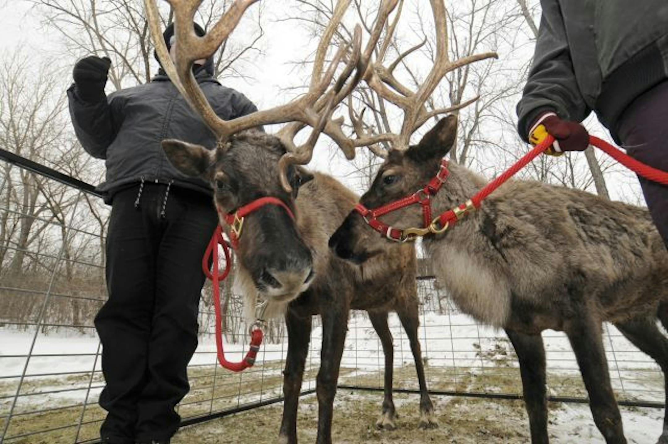 Reindeer and other holiday treats can be found this time of year at The Landing in Shakopee.