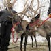 Reindeer and other holiday treats can be found this time of year at The Landing in Shakopee.