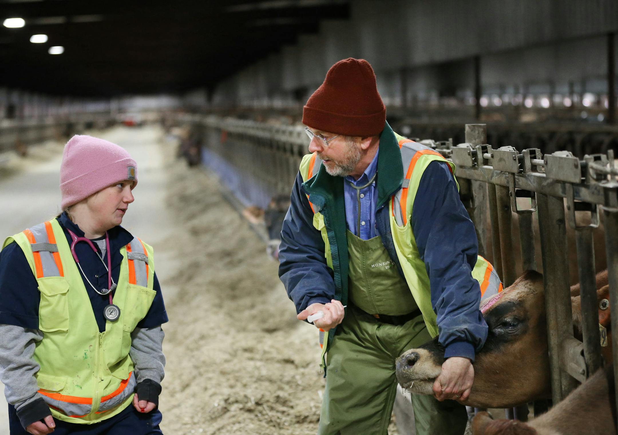 U veterinary students get to experience a different kind of classroom — a 4,500-cow dairy in Nicollet County, Minn. The students get to give cows physical exams, screen them for health issues, perform surgery and more, all while experiencing how a large dairy operation is managed on a day-to-day basis. Top, student Jill Dowdle and Prof. John Fetrow, who teaches dairy veterinary medicine. Right, veterinary student Kate Anderson listened to a cow’s stomach.
