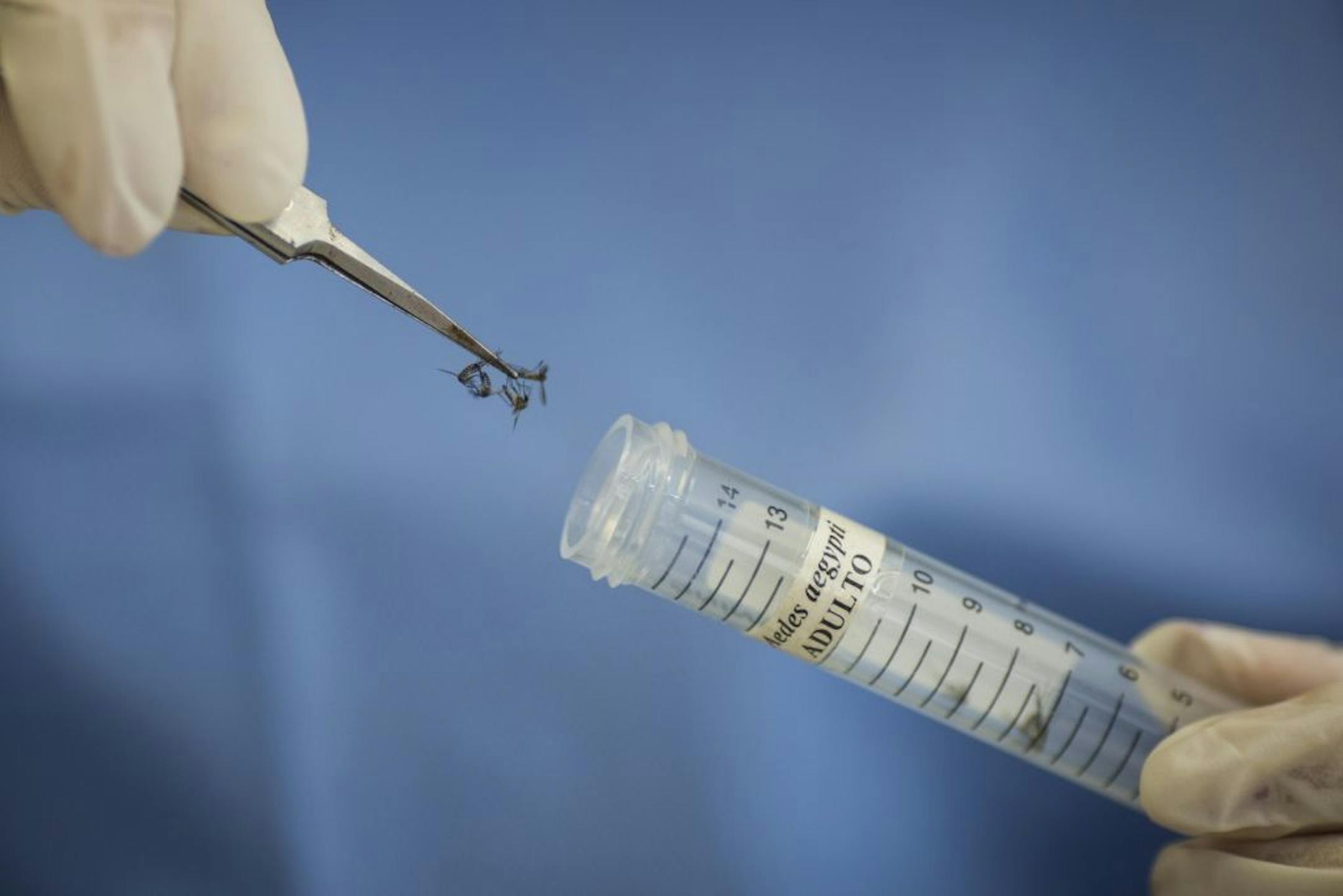 A technician of the Fiocruz institue stores Aedes aegypti mosquitoes to be used in research, in Recife, Pernambuco state, Brazil, Wednesday, Jan. 27, 2016.