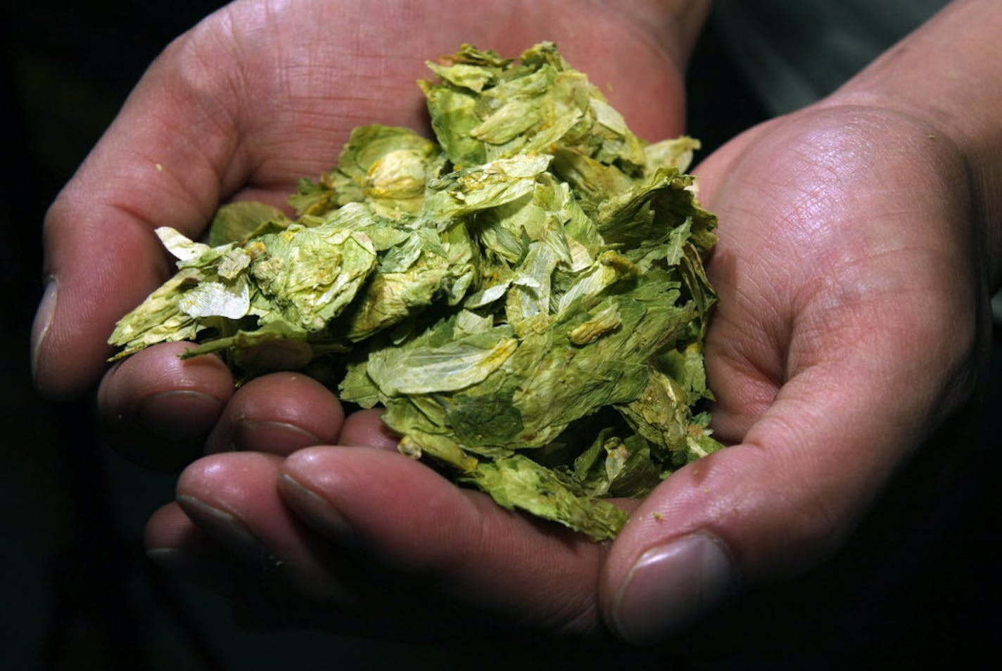 A handful of dried hops buds, used in the brewing process, as shown at Northern Brewer.