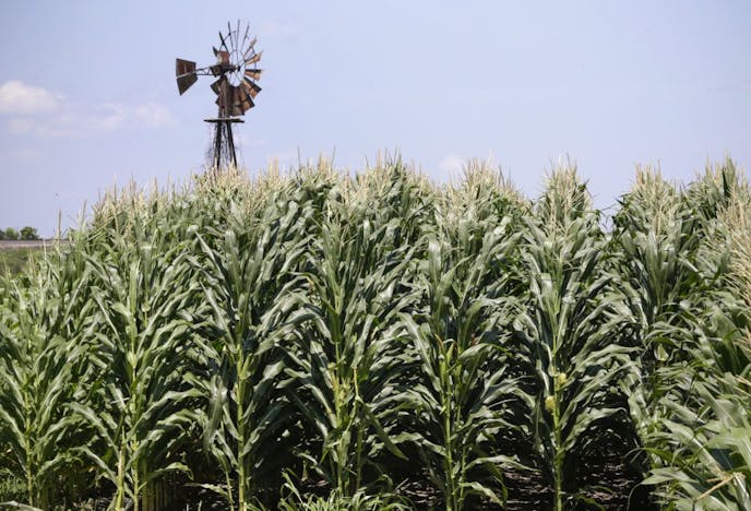 FILE - In this July 11, 2018, file photo, a field of corn grows in front of an old windmill in Pacific Junction, Iowa. The federal government said Friday, Sept. 18, 2020, it would give farmers an additional $14 billion to compensate them for the difficulties they've experienced selling their crops, milk and meat because of the coronavirus pandemic.
