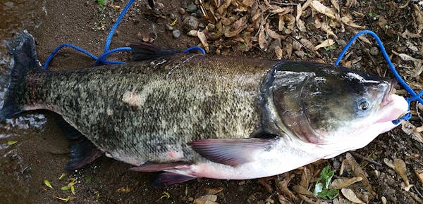This photo from the Minnesota Department of Natural Resources shows one of the five bighead carp caught in the St. Croix River near Stillwater by loca
