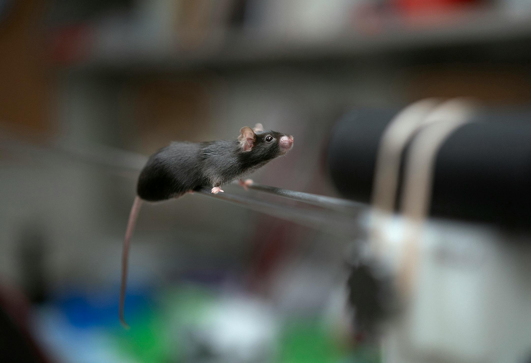 A mouse moves across a bar during testing at the Mayo Clinic.