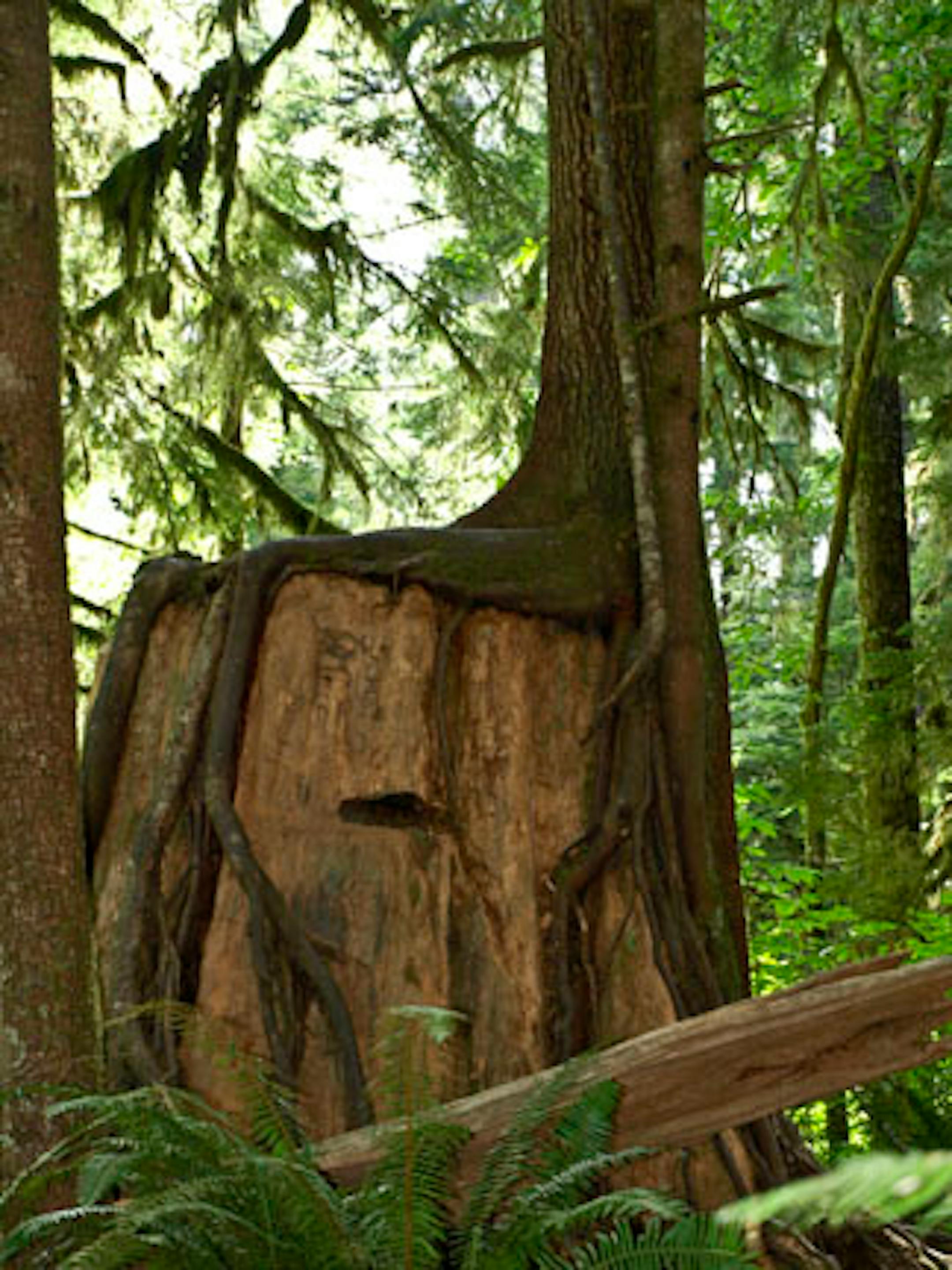 The Hoh Rain Forest gets about 150 inches of rain a year! Totally lush!