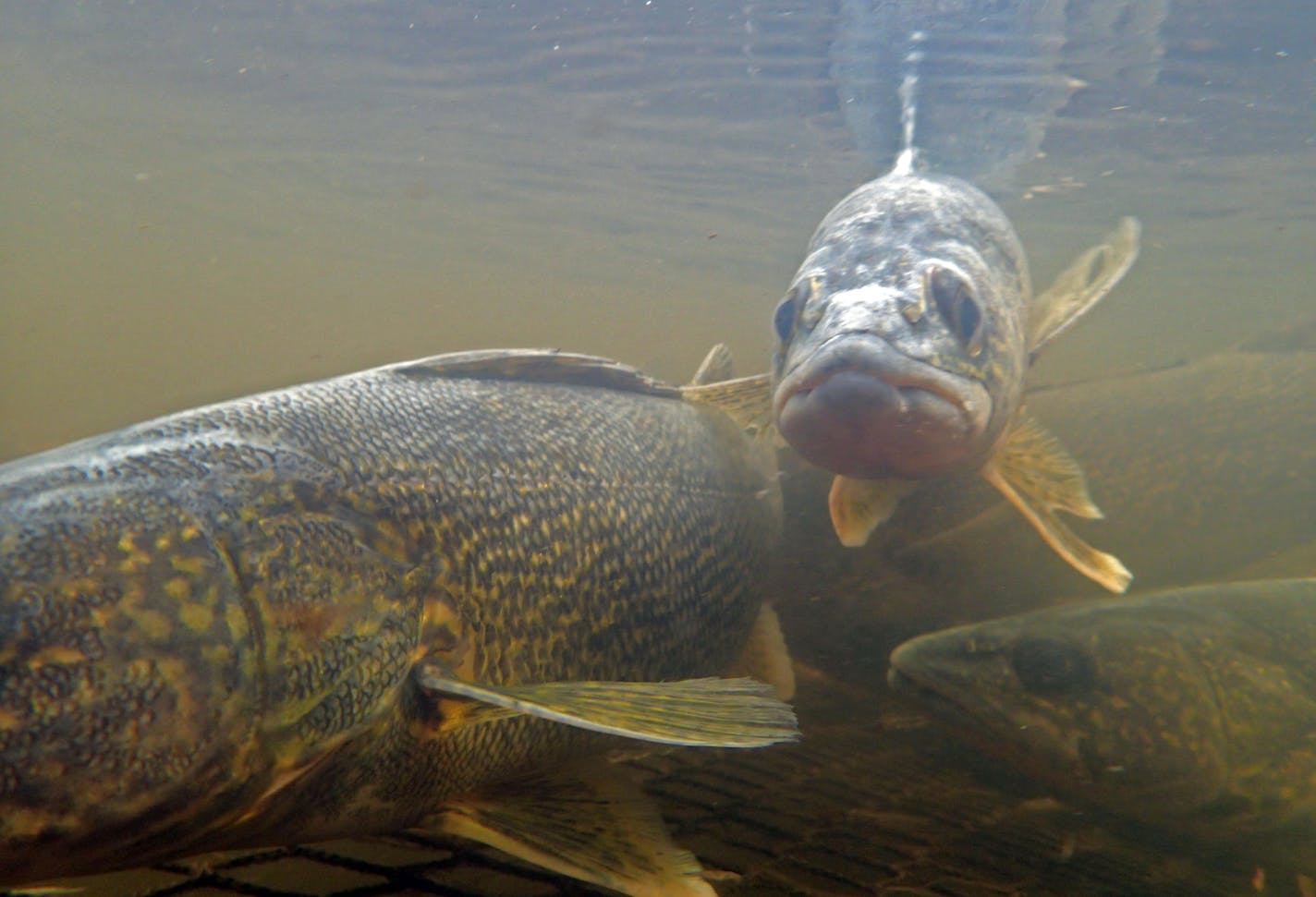 Walleyes caught in a trap at a DNR egg collection and fertilization station on the Pine River in Crow Wing County await their separation into male and female groups. Females are then stripped of their eggs and the eggs are fertilizers with the males' sperm in preparation for the transport to a state fish hatchery.