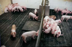Research pigs raised for Mayo Clinic, living in a sealed environment in 2000.