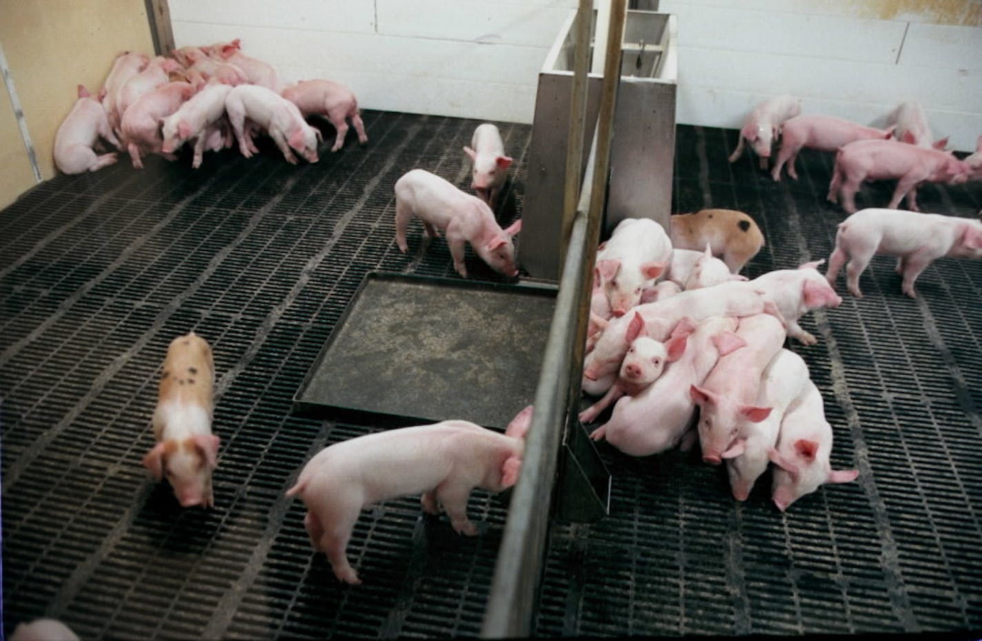 Research pigs raised for Mayo Clinic, living in a sealed environment in 2000.