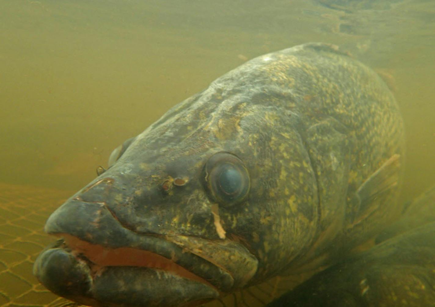 Walleyes &#xf3; who gets them and how many &#xf3; are at the center of ongoing Mille Lacs negotiations between the DNR and the eight Chippewa bands that have treaty fishing rights ont the big lake. ORG XMIT: MIN1404301050082953
