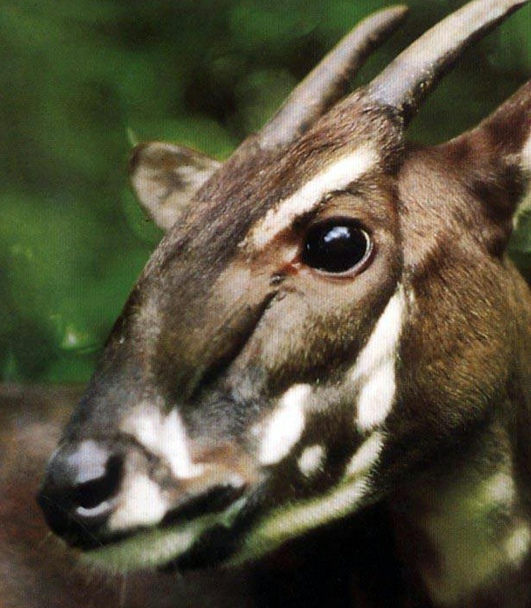 This photo taken in 1993 and released by WWF shows a Saola in Vietnam when it was captured. It was one of two Saola captured alive in central Vietnam, but both died months later in captivity. Saola, one of the rarest and most threatened mammals on earth has been caught on camera in Vietnam for the first time in 15 years in September in central Vietnam, renewing hope for the recovery of the species, international conservation group WWF said Wednesday, Nov. 13, 2013. (AP Photo/WWF)
