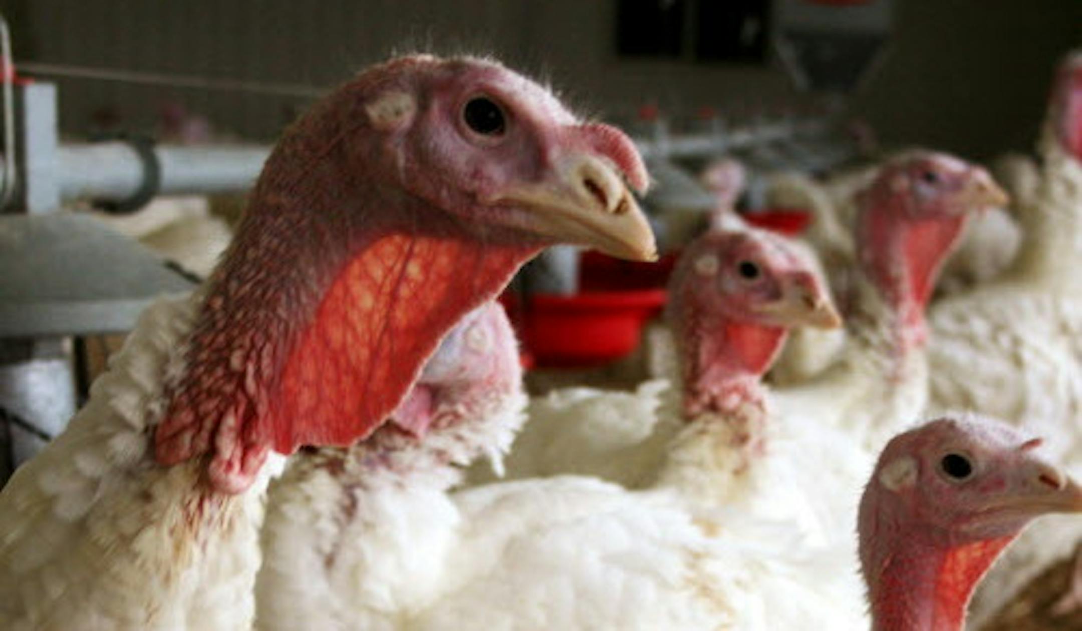 Minnesota farms were among those struggling to contain a virulent strain of the bird flu that doomed millions of birds.