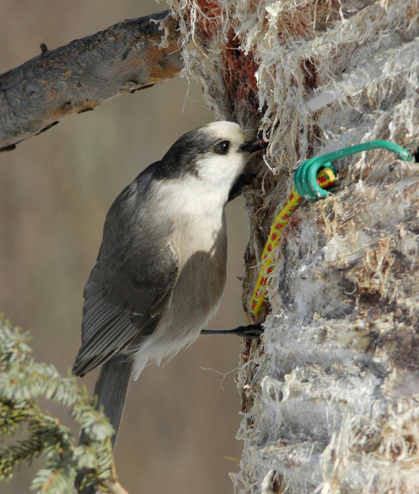 The gray jay is eating from a deer carcass hung along a Sax Zim road to attract birds.
Jim Williams