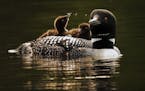 A mother loon and her two babies, cruised the waters of Lake Elora in St. Louis County.