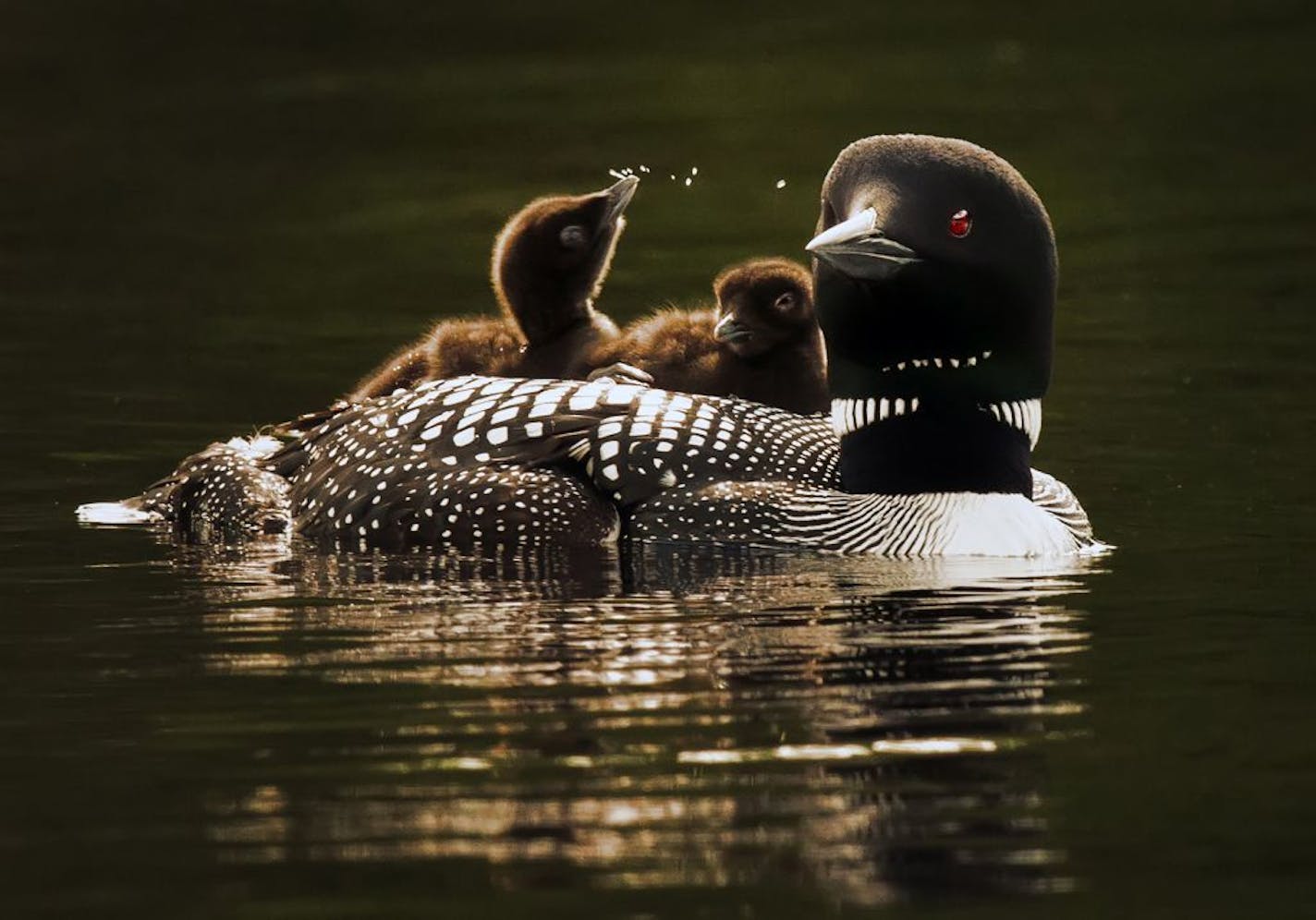 A mother loon and her two babies, cruised the waters of Lake Elora in St. Louis County.