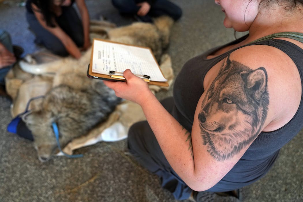 Lexi Ham wears her love of wolves on her arm she works at the Wildlife Science Center in Stacy, Minn. The center's techniques for the safe socializing of wolves have been used in research across the nation.