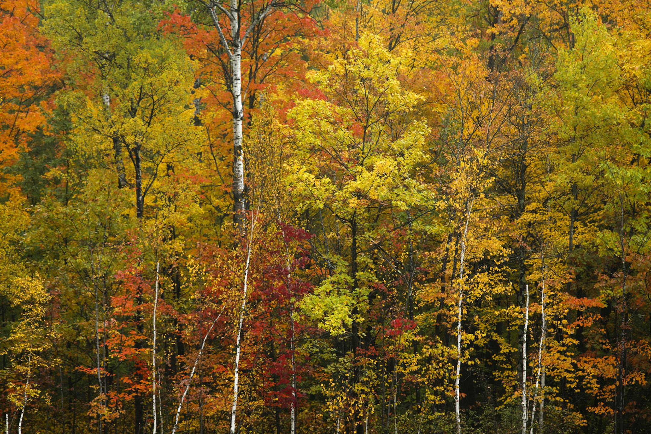 Northern Minnesota is the first to turn each fall and the mix of colors make for a spectacular show. The aspen, pine, maple and birch create a kaleidoscope of color that attract leaf watchers to travel backroads and fill hotel rooms and campgrounds on the north shore. ] BRIAN PETERSON ¥ brian.peterson@startribune.com
North Shore, MN 10/05/2018