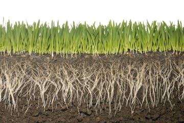 grass, roots and soil