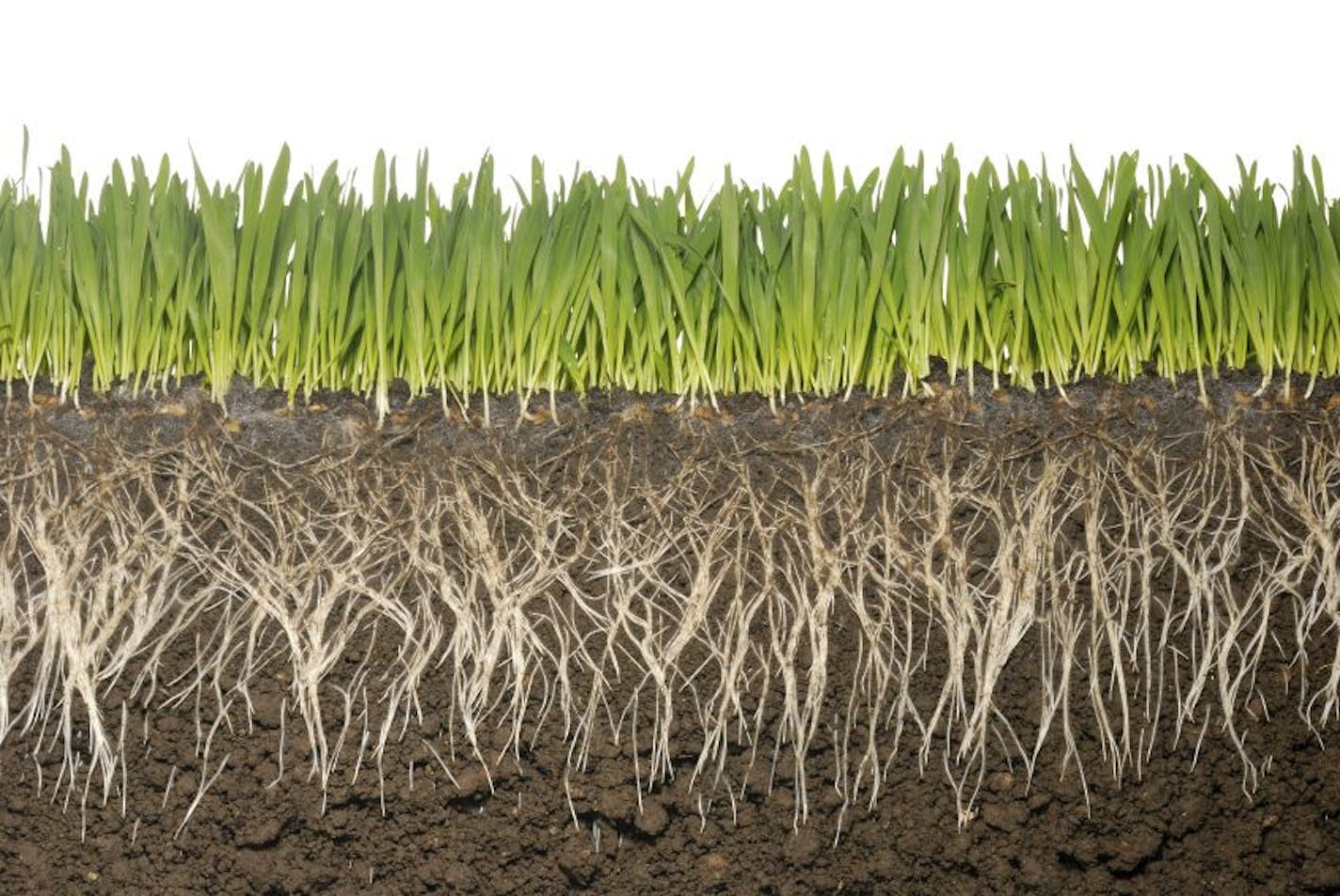 grass, roots and soil