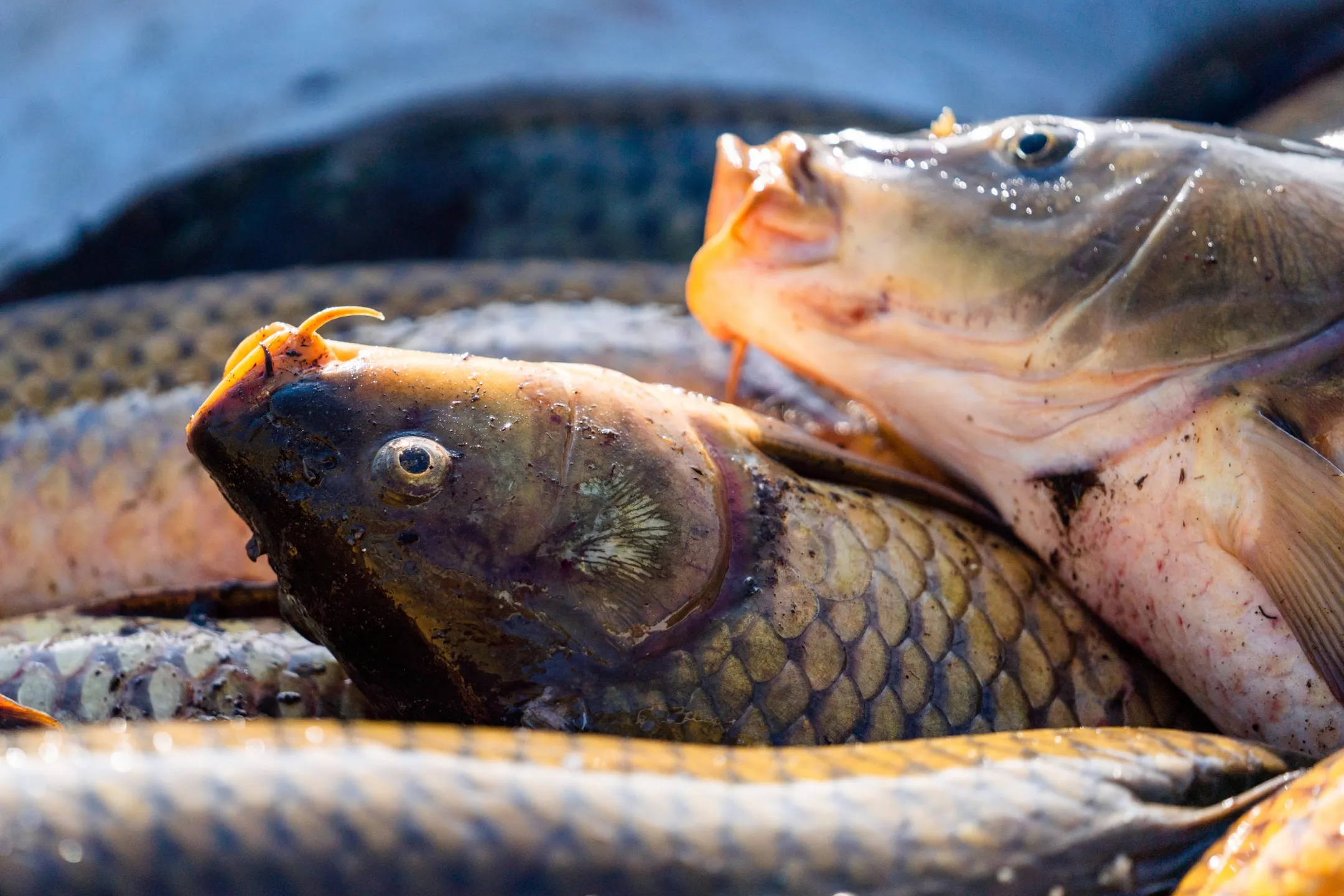 Crews removing thousands of invasive carp from Lake Minnetonka headwaters