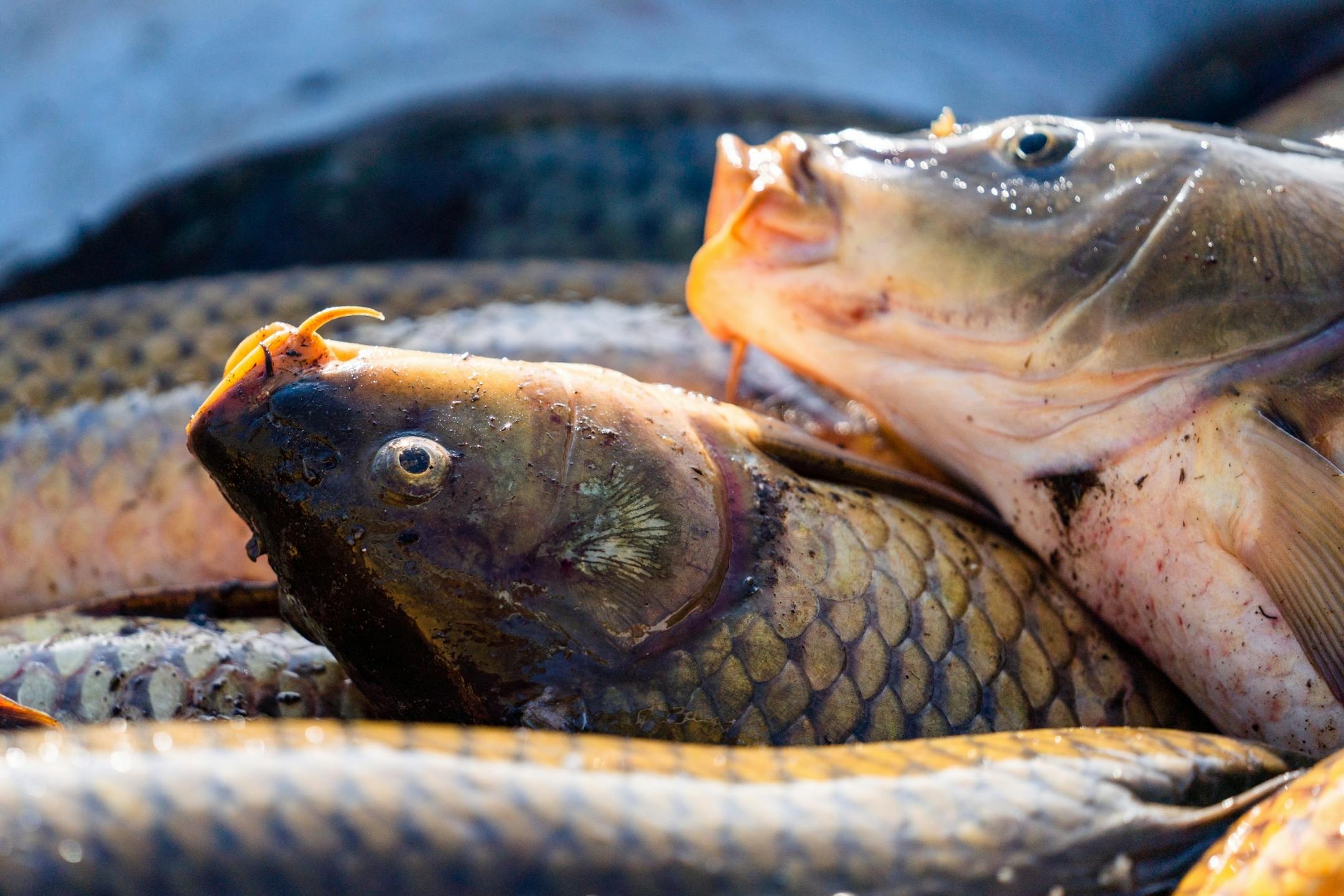 Carp Solutions workers collected several hundred invasive carp from their nets over the course of the morning.