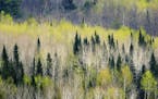 For afew days in early spring the aspen and birch of the Northern forest glow with a luminecent green, like a painters brush dabbled on the wooded lan