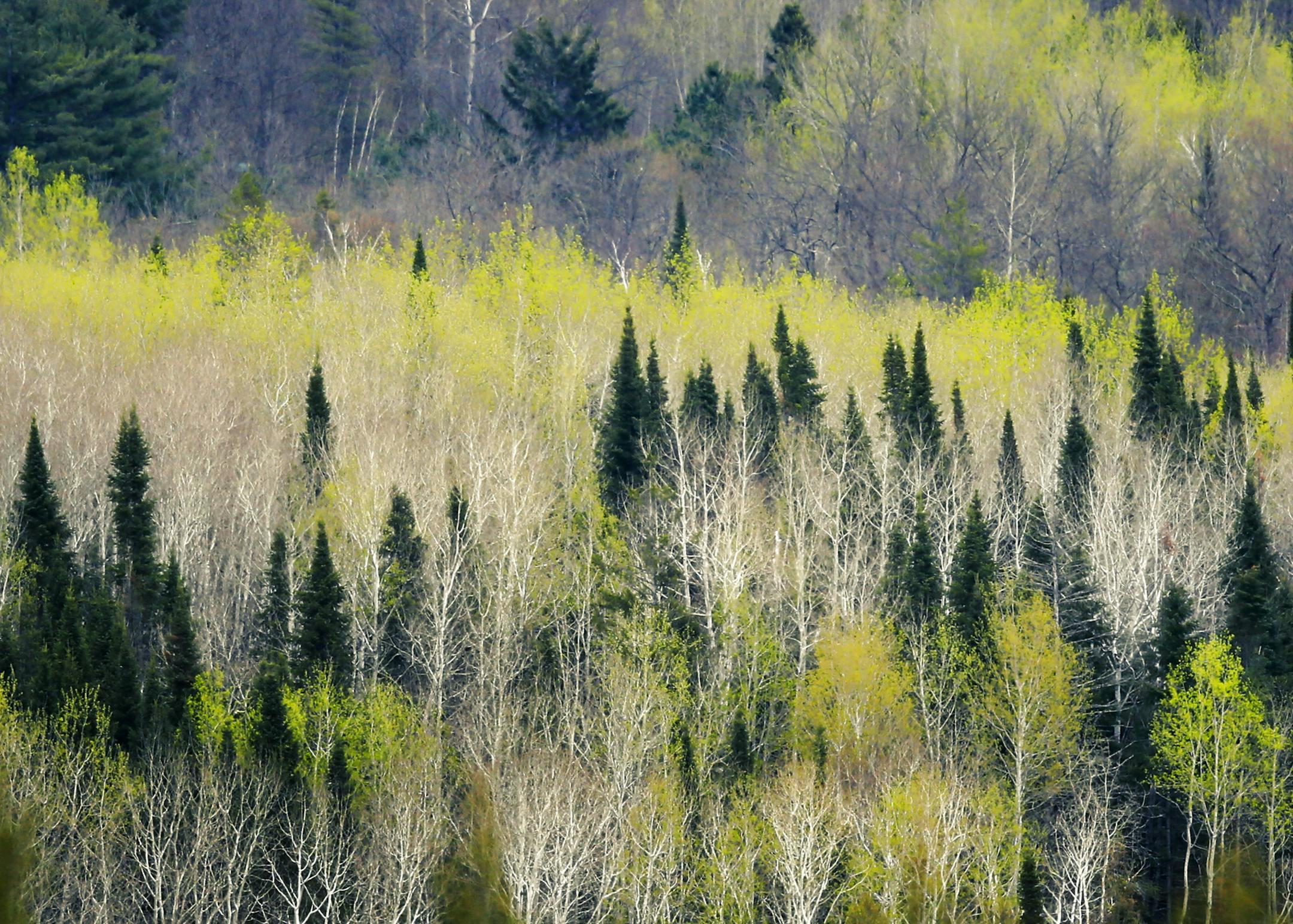 For afew days in early spring the aspen and birch of the Northern forest glow with a luminecent green, like a painters brush dabbled on the wooded landscape. This was the scene north of Park Rapids in Mid May. ] Minnesota _State of Wonders, Spring in NW Minnesota. BRIAN PETERSON ‚Ä¢ brian.peterson@startribune.com Park Rapids, MN 2/14/2014