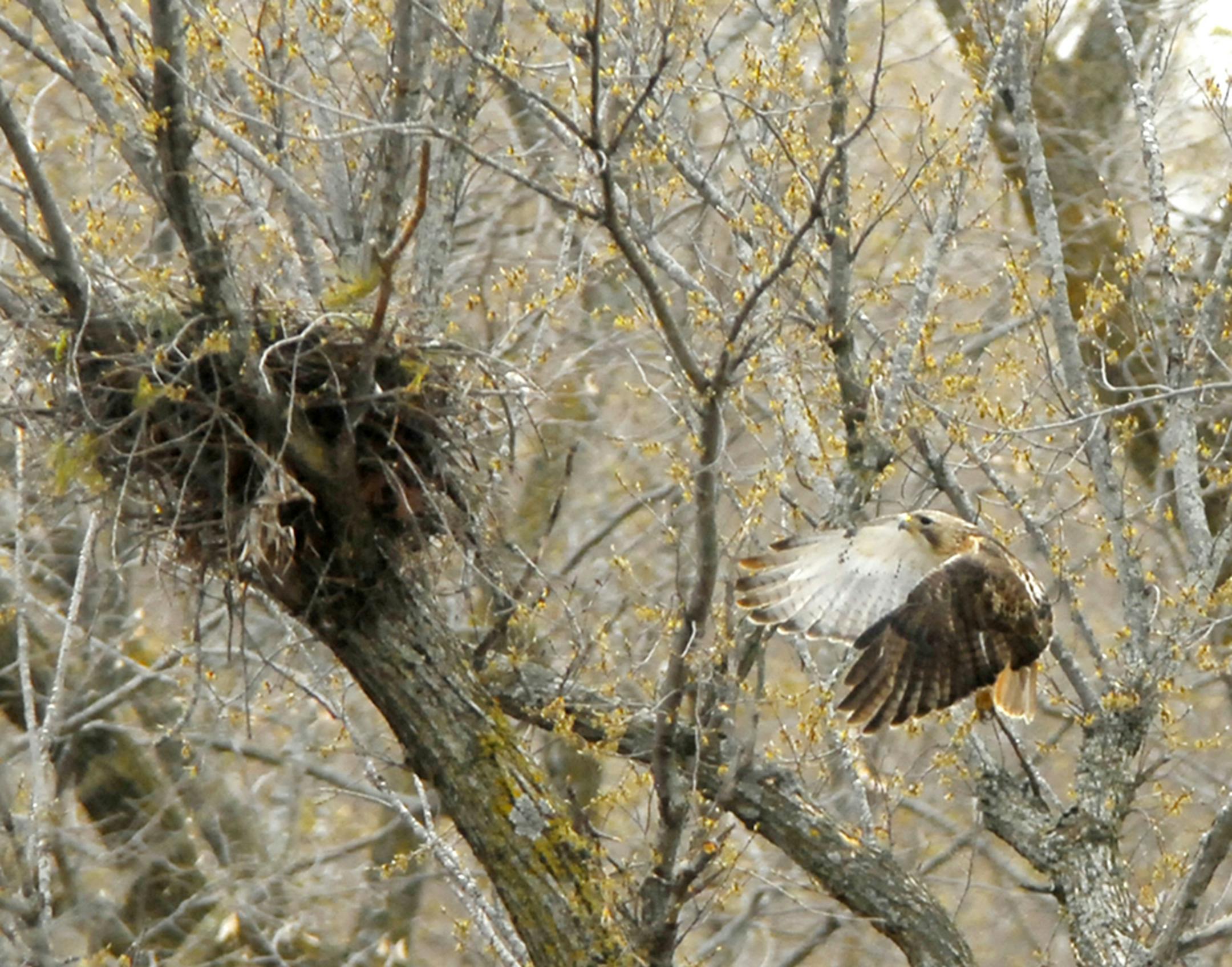 Red-tailed Hawk approaches its nest.
credit: Jim Williams