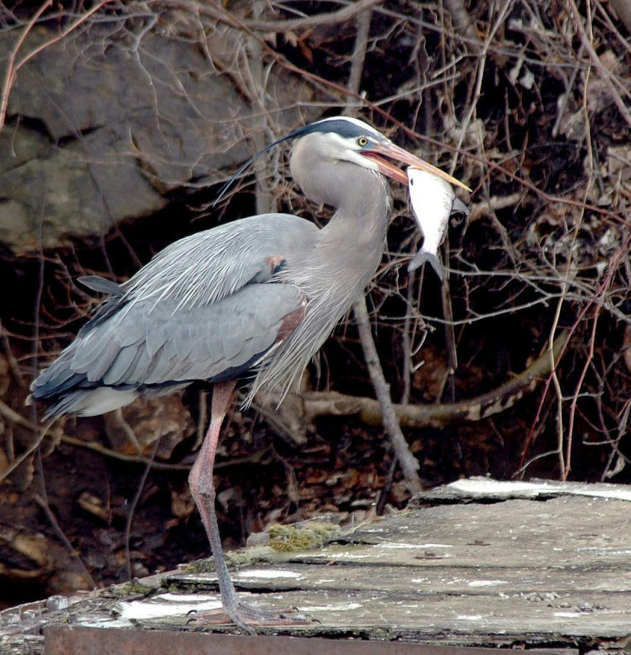 A heron enjoys a shore lunch.