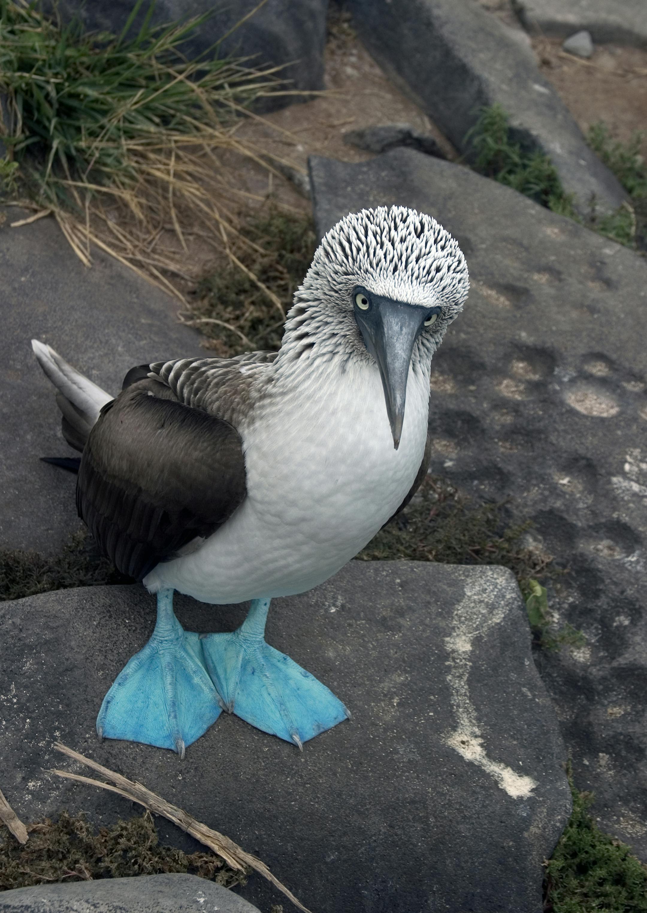 Bluefooted boobies, a favorite of birdwatchers everywhere, are indigenous to the Galapagos and Mexico's Sea of Cortez. They perform an animated mating dance, flashing their baby blues (feet, that is). Photo provided by Un-Cruise Adventures/John Howard