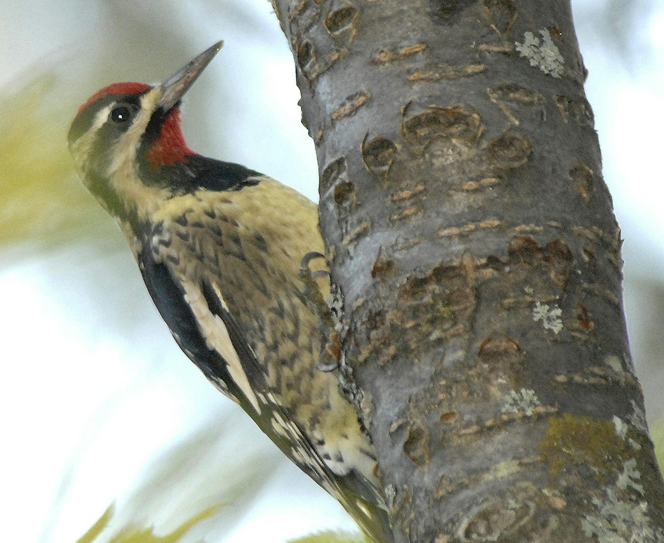 Photo by Jim Williams A handsome male yellow-bellied sapsucker surveys his new and old sap wells, and keeps an eye out for other creatures that might want to share the tree‚Äôs bounty.