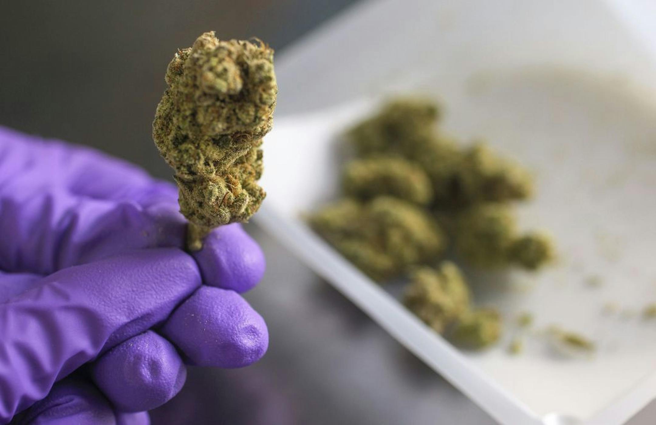 Marijuana flower at Pharm Labs in San Diego on June 29, 2019. San Francisco District Attorney George Gascon announced his support for a bill that would clear old arrest and conviction records for defendants statewide.