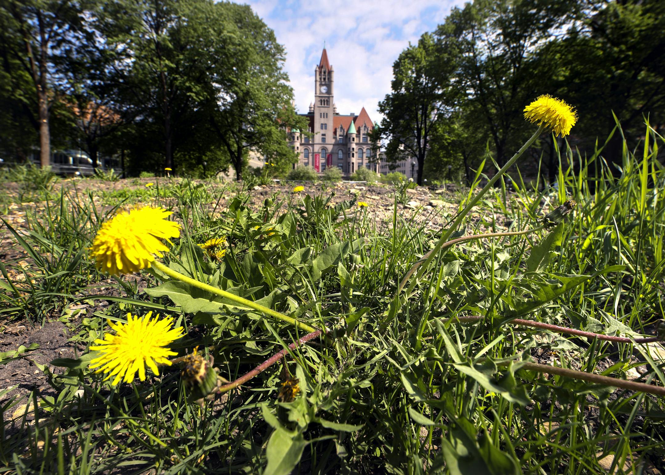 Rice Park was dedicated as Saint Paul’s first public space when it was given to the city in 1849. Today the park will undergo major renovation. (Here, dandilions grow on the spot that supported the Winter Carnival Ice Pallace this past winter. Mayor Melvin Carter, Council Member Rebecca Noecker and other local leaders hosted a groundbreaking ceremony for construction at Rice Park in downtown St. Paul Thursday morning. ] BRIAN PETERSON • brian.peterson@startribune.com
St. Paul, MN 0