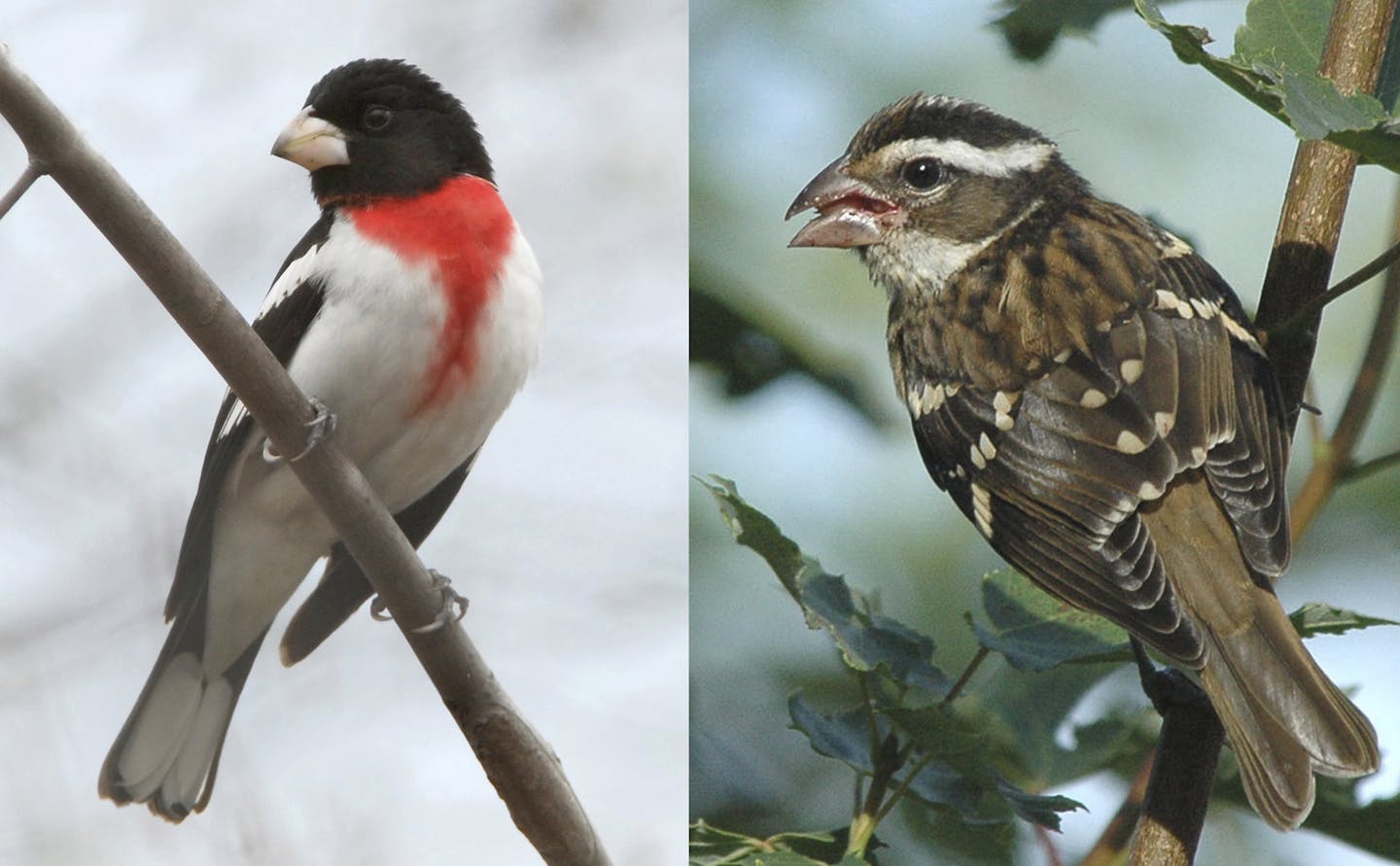 Sometimes the differences are obvious: The male rose-breasted grosbeak has the trademark rose on its breast, unlike the female, right.