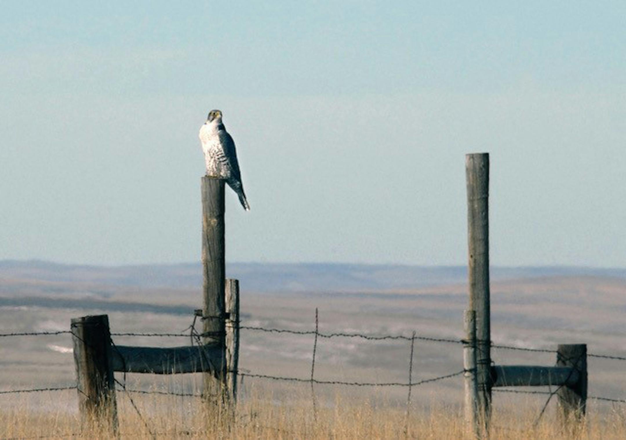 Gyrfalcon
credit: Jim Williams