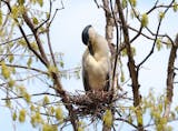 A black-crowned night heron with a dark crown and beak bows its head to preen its chest feathers.