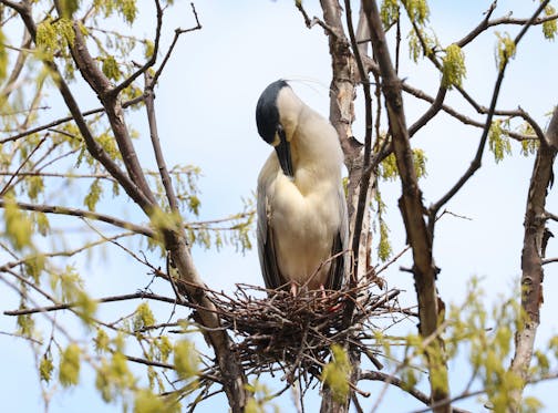 A black-crowned night heron with a dark crown and beak bows its head to preen its chest feathers.