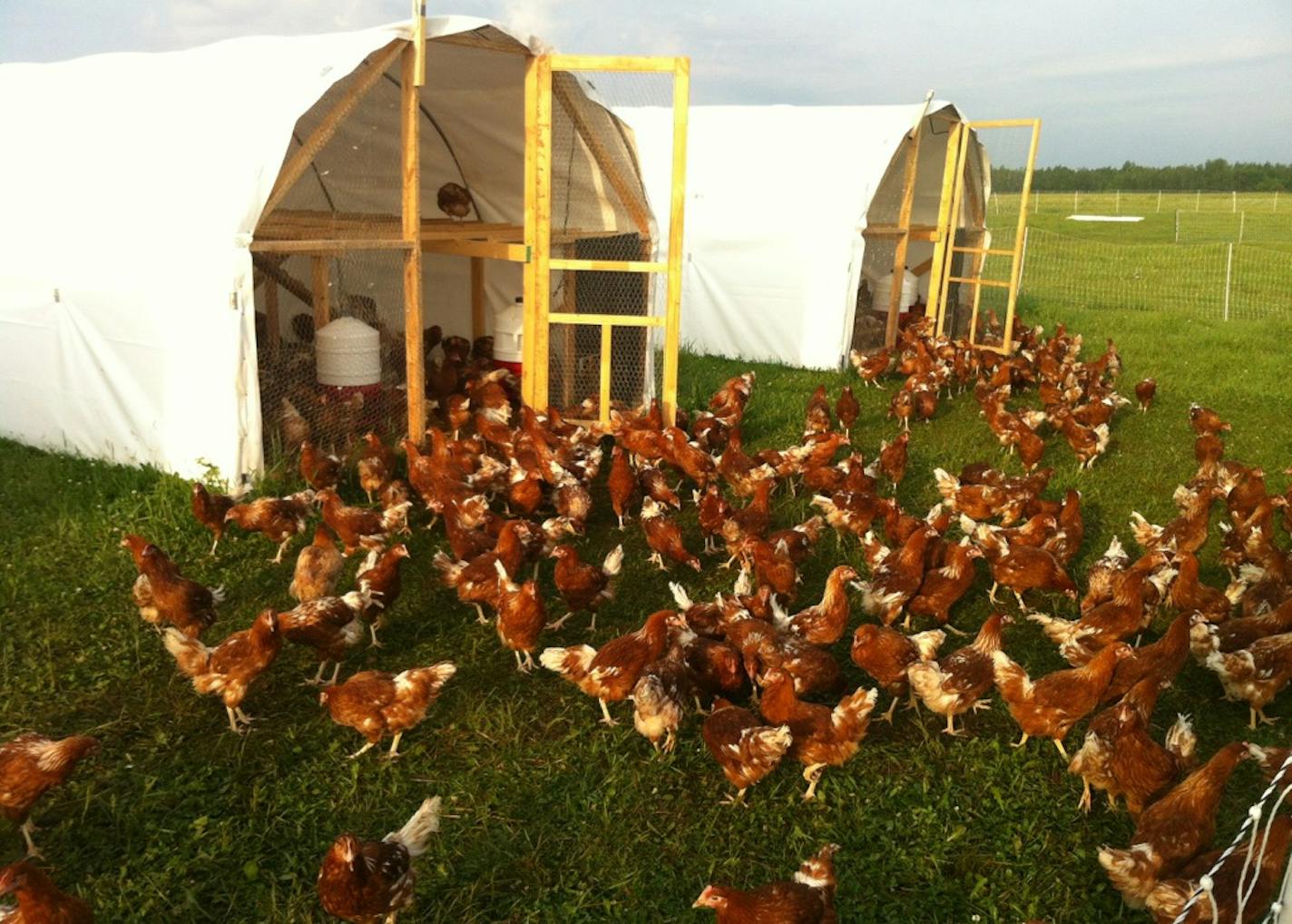 Locally Laid's chickens roam in the sunshine and fresh air, finding nourishment in grass and insects.