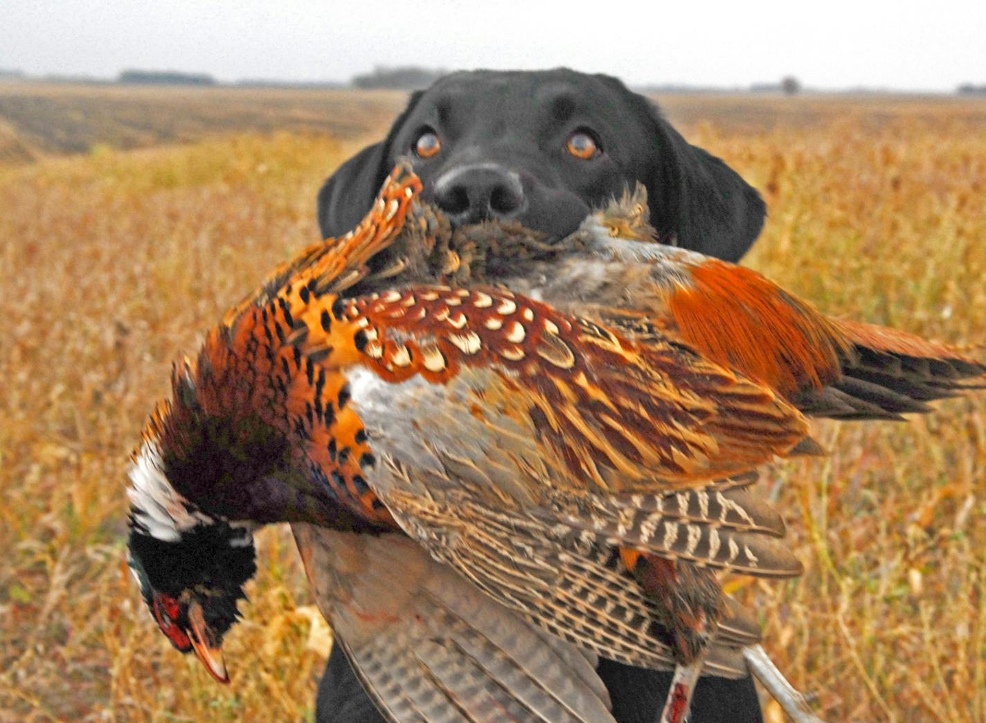 Duke, a black Labrador, in Yellow Medicine County with a rooster pheasant. Pheasant numbers have been down in Minnesota and throughout the Upper Midwest in recent years due to habitat loss and cool, wet spring nesting conditions.