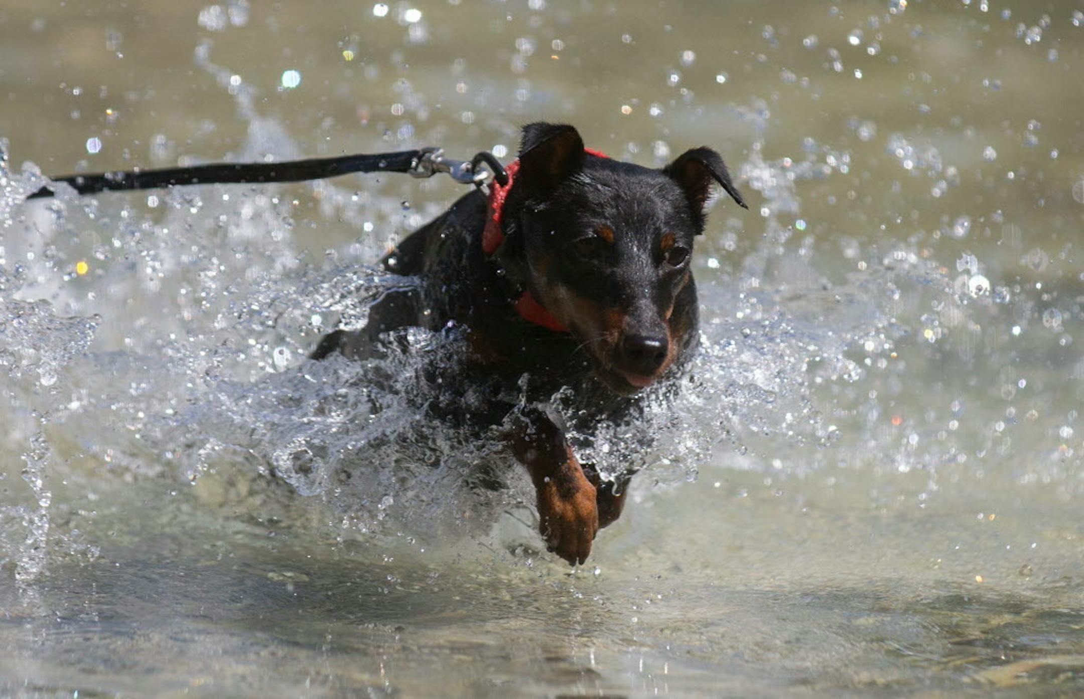 Ruff ruff!