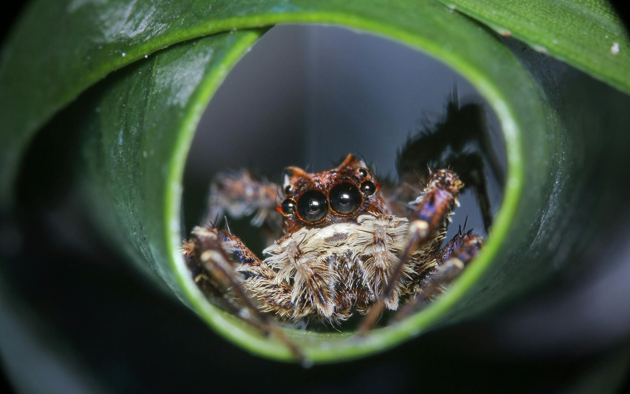 Picture Shows: A Portia jumping spider hides in a rolled leaf within the understorey of the jungle. These spiders donít keep a web. Instead they leap through the jungle in search of their prey. ORG XMIT: HJ102_STILLS_ALASTAIRMACEWAN_HJ1