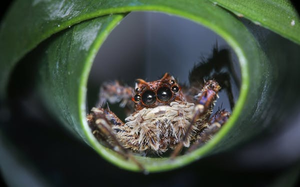 Picture Shows: A Portia jumping spider hides in a rolled leaf within the understorey of the jungle. These spiders don&#xed;t keep a web. Instead they 