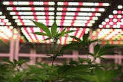 Young cannabis plants in a growing room on Dec. 19, 2019, at Leafline Labs in Cottage Grove.
