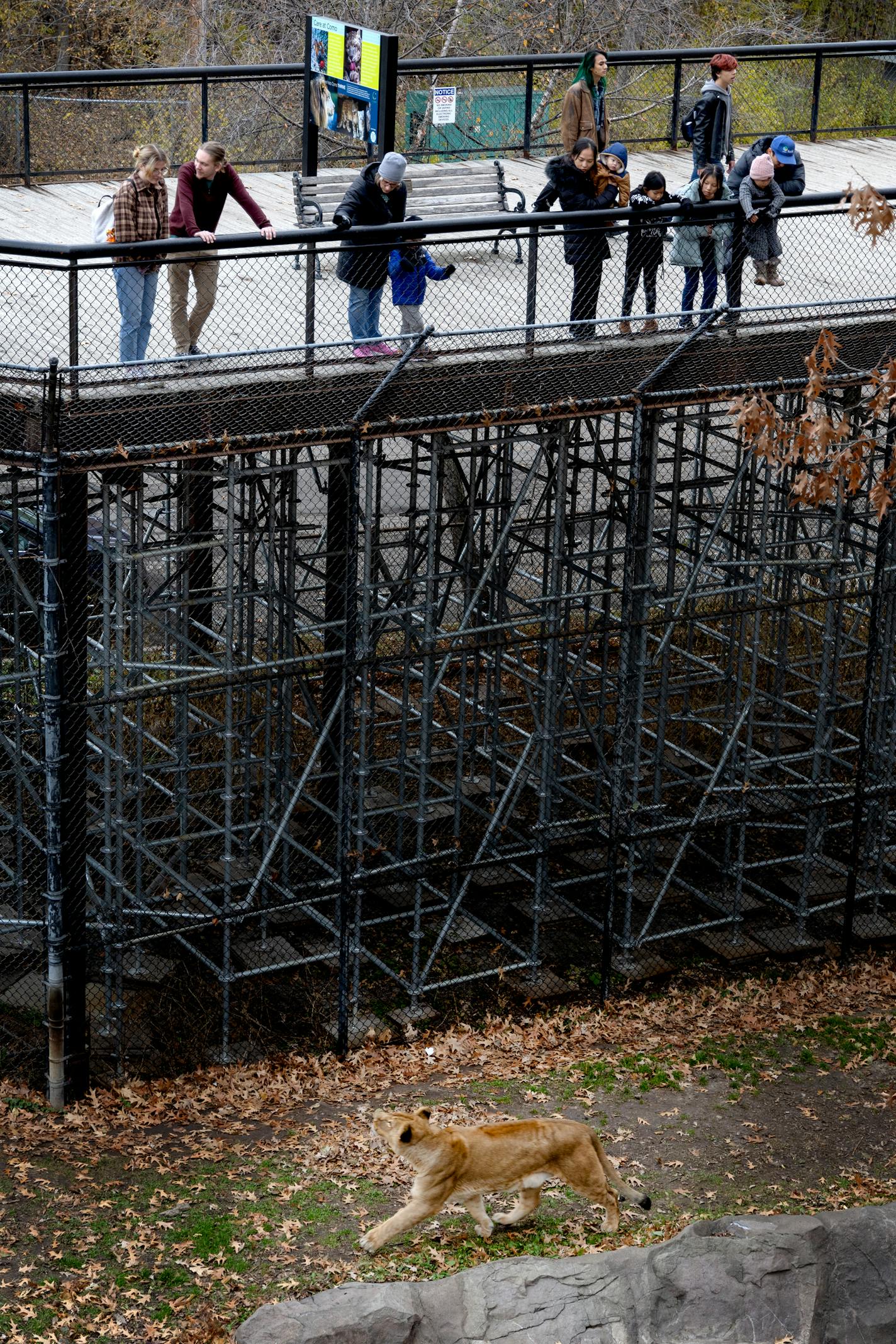 Patrons looked down at Maji in the lion enclosure from a bridge built on temporary scaffolding Tuesday, November 21, 2023, at The Como Zoo in St. Paul, Minn. ] CARLOS GONZALEZ • carlos.gonzalez@startribune.com