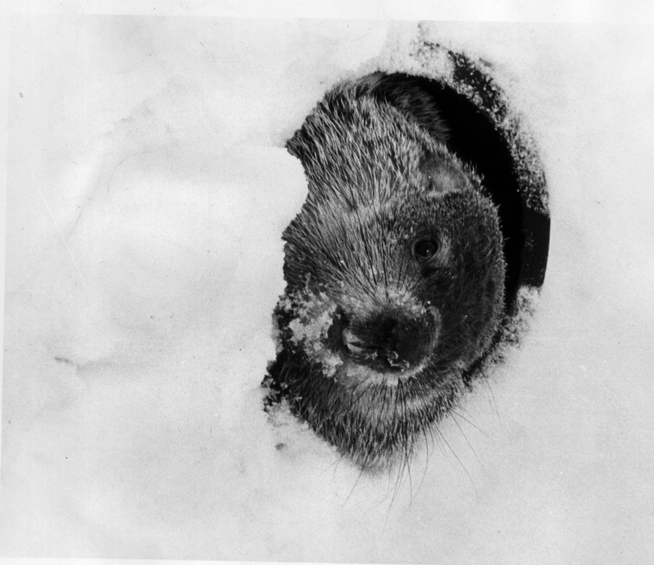Groundhog, also known as a woodchuck / Star Tribune file photo by Mike Zerby.