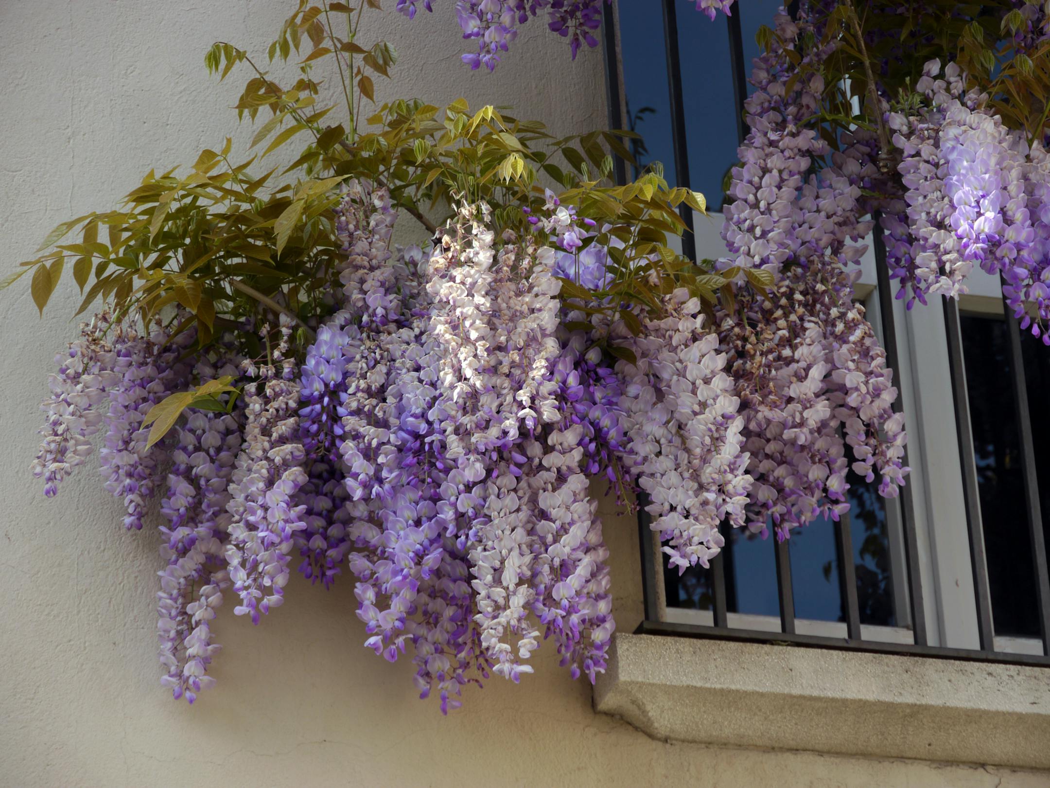 Fragrant wisteria adorn a wall near the mosaic-filled Basilica di Sant'Apollinare Nuovo in Ravenna, Italy in April, 2012.